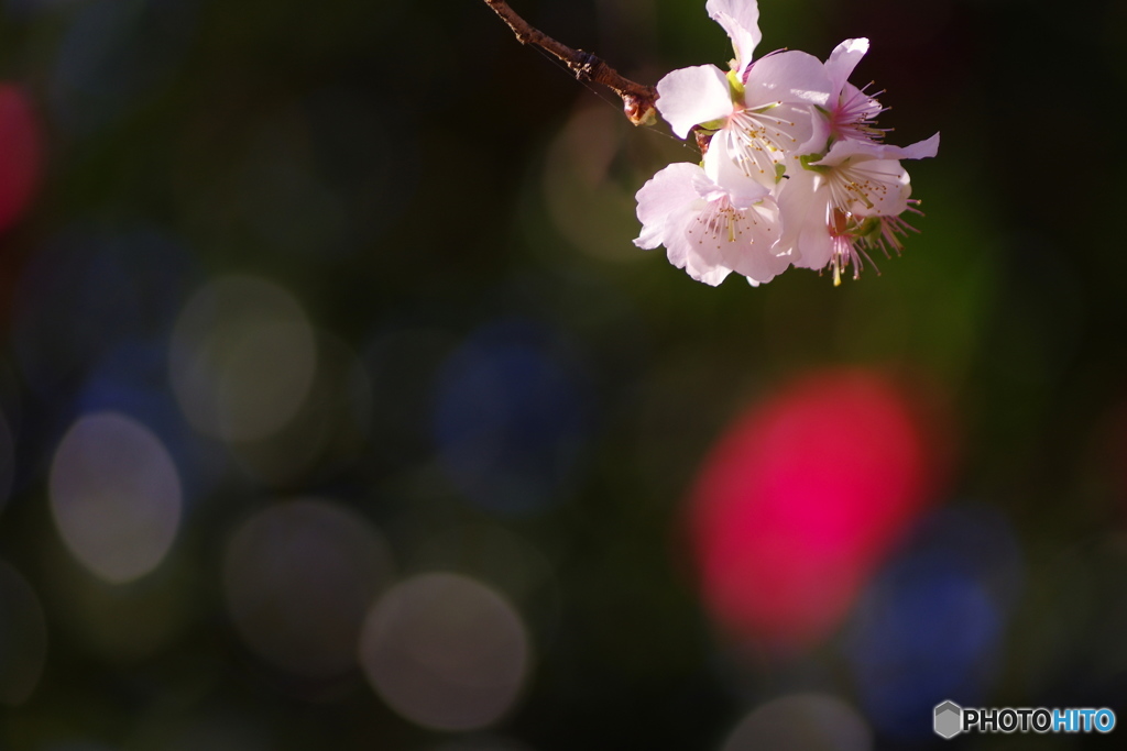 冬桜
