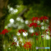 曼珠沙華