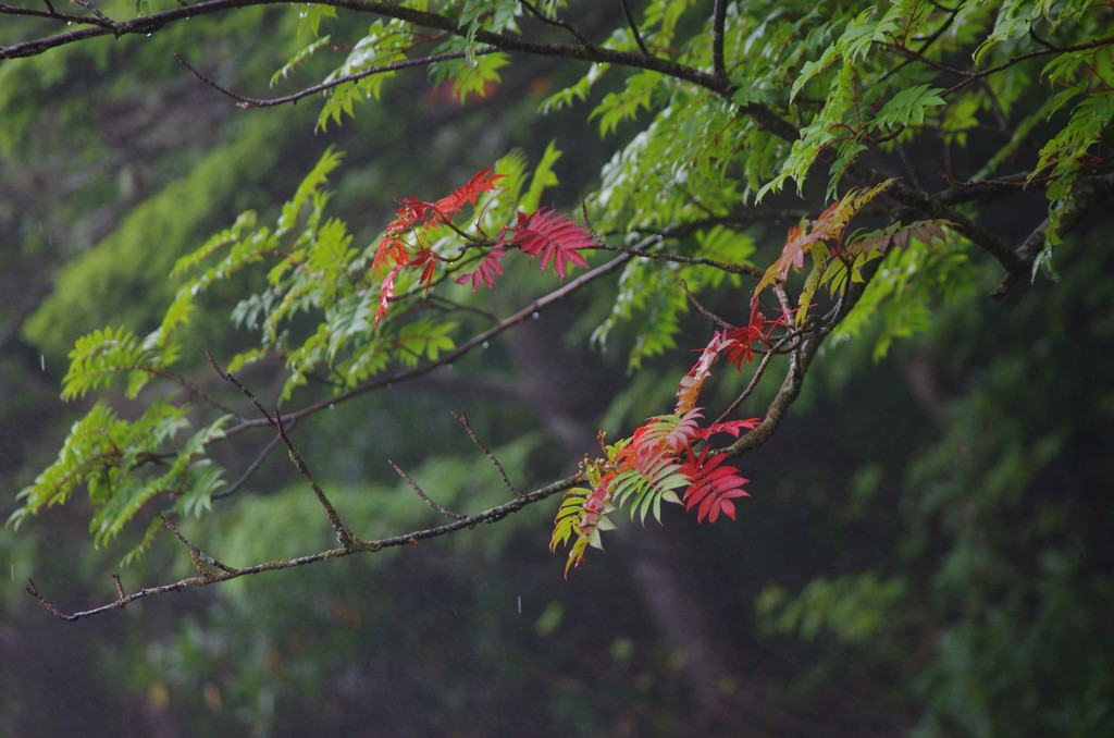 秋雨