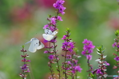 花のささやき３