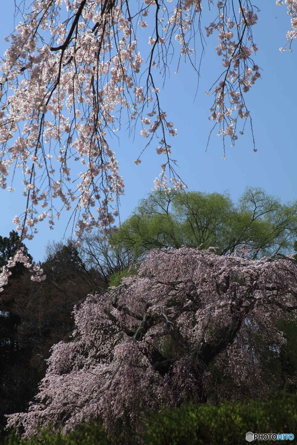 桜巡り14