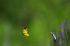 恋の季節