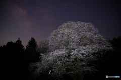 夜桜