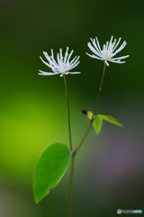 高原の花５