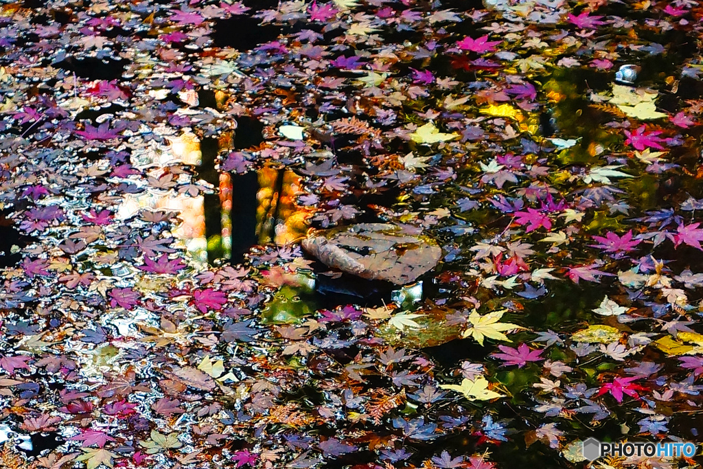 水面の秋