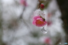 春分雪