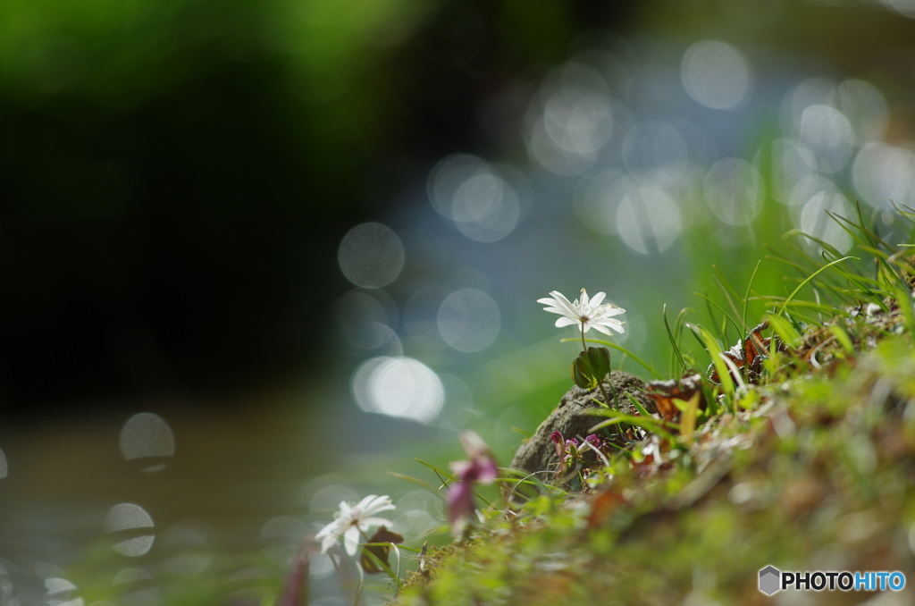 花は野のまま
