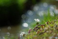 花は野のまま