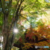 古刹の秋１３
