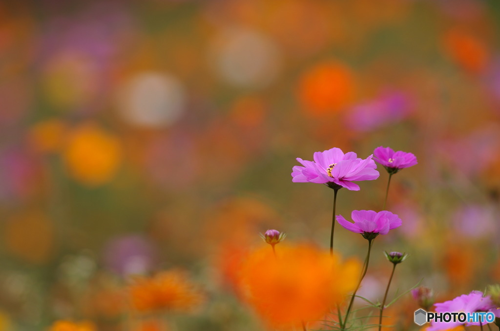 秋桜