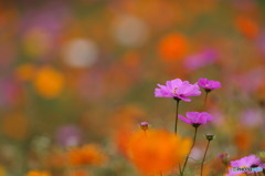 秋桜