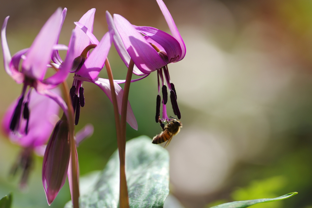 春色に誘われて２