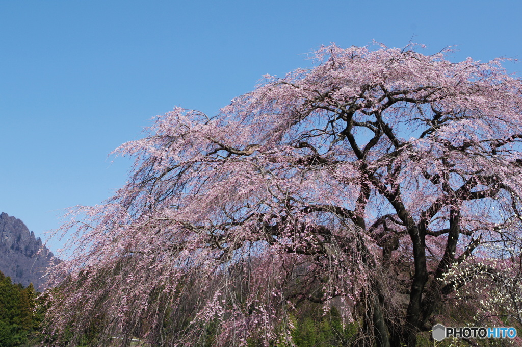 桜