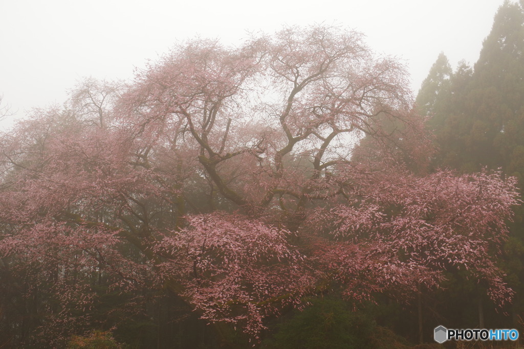 山桜２