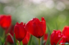 GFPの花々３