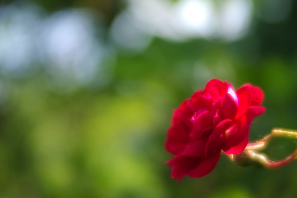薔薇