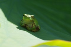 ちょっと、日陰で一休み