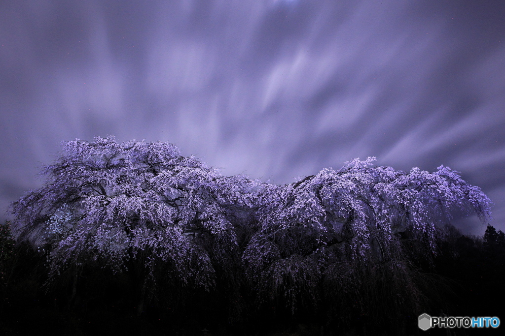 夜桜5