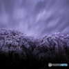 夜桜5