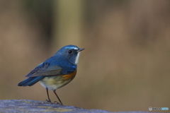 幸せの青い鳥２