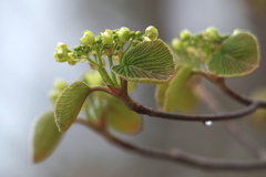 芽吹き２