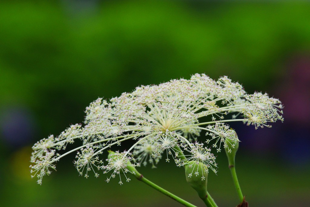 花楽の里（花火）