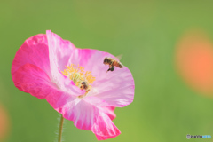 花のささやき