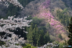桜景４