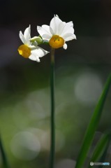 水仙４