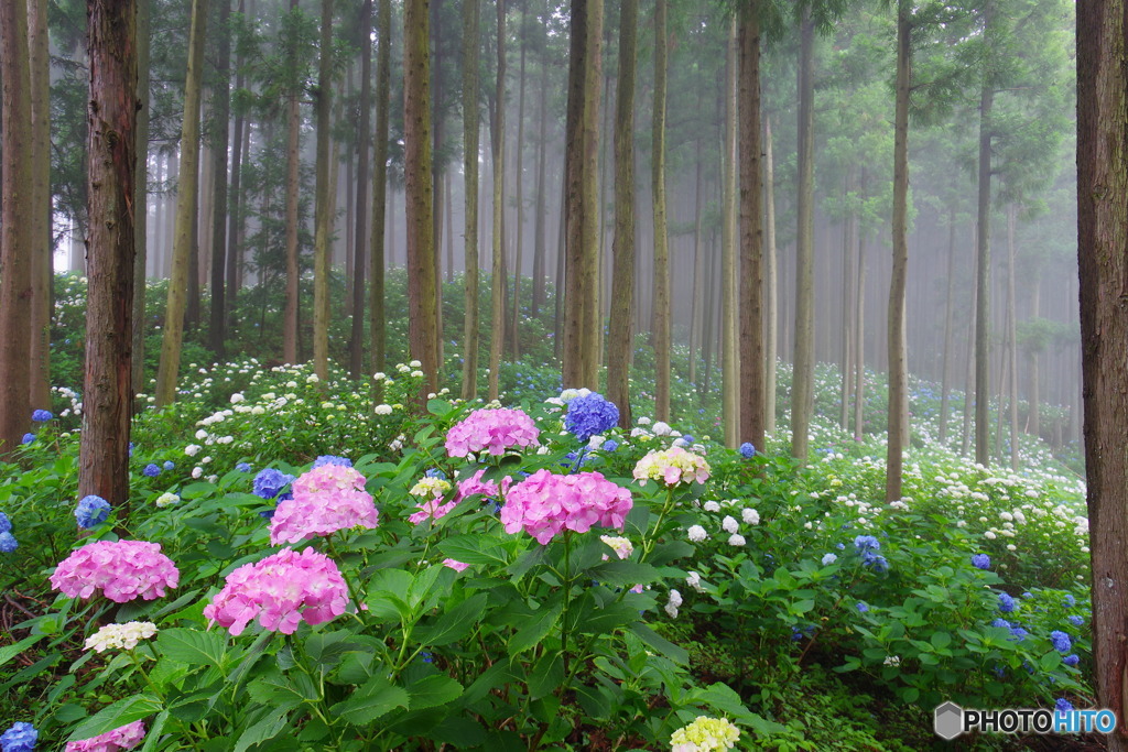 霧の中の紫陽花８