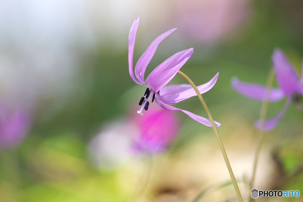 花は野のまま５