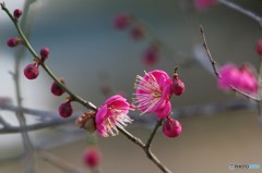 梅