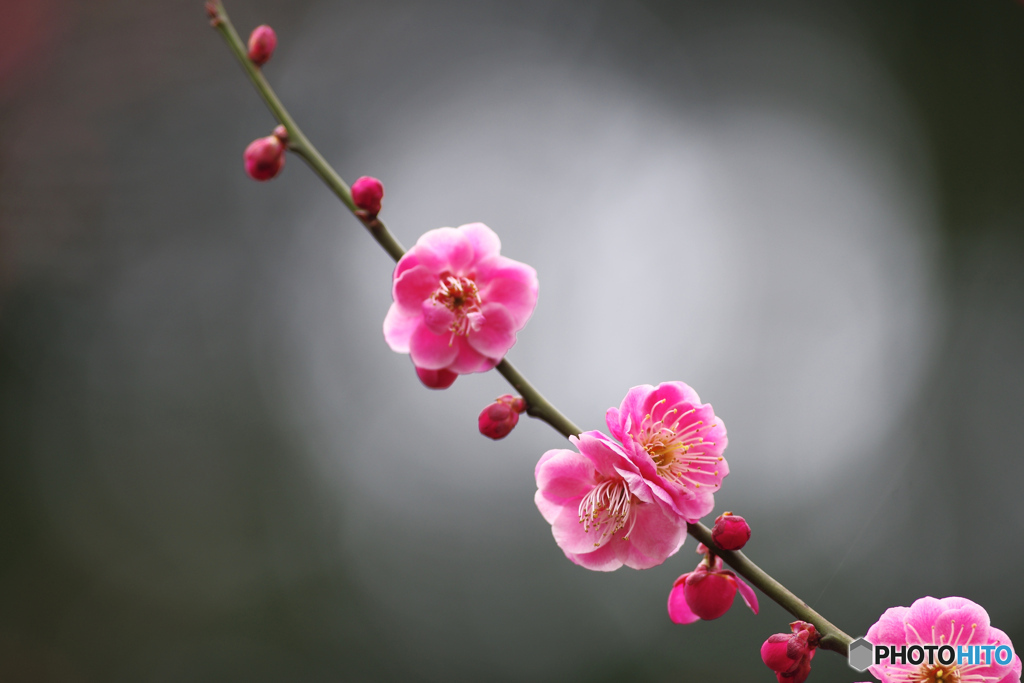 春の香り