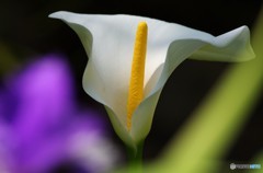 カラー