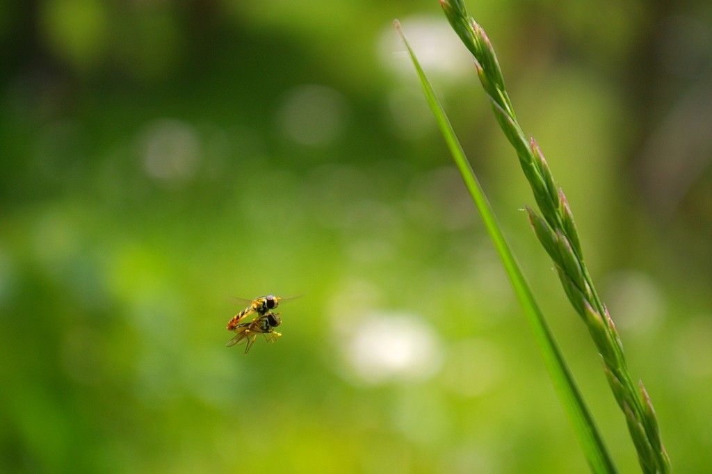 くたびれたぁ、あの草で休もうか。