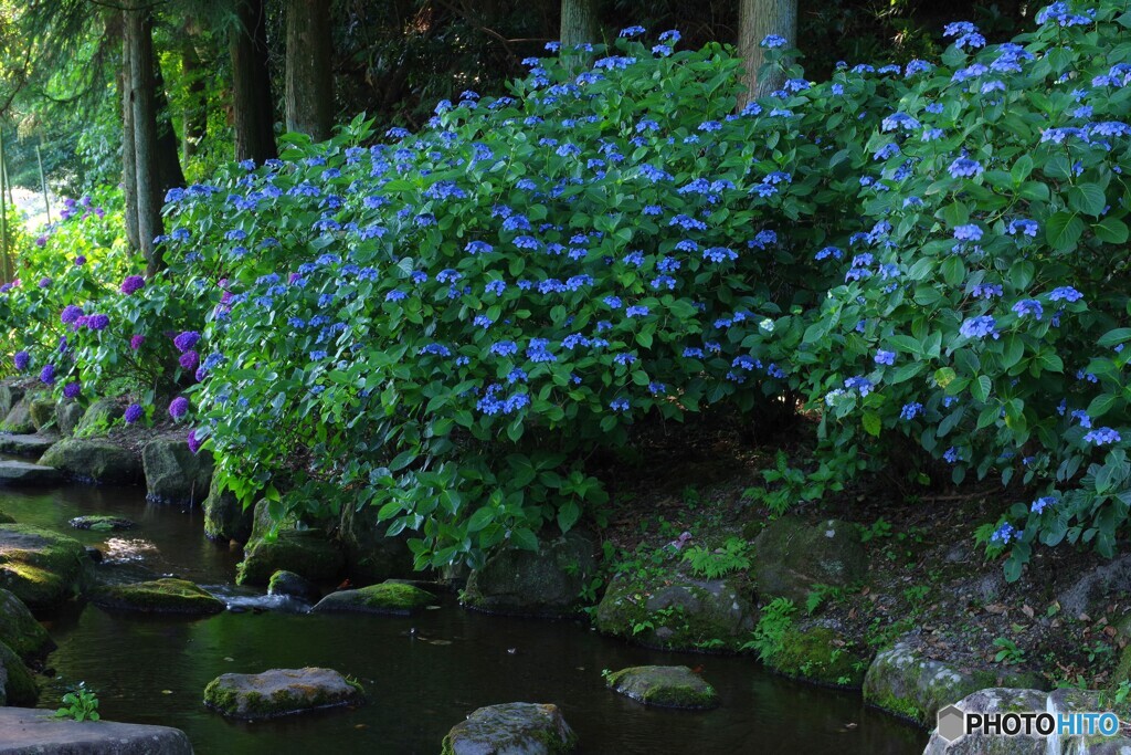 紫陽花