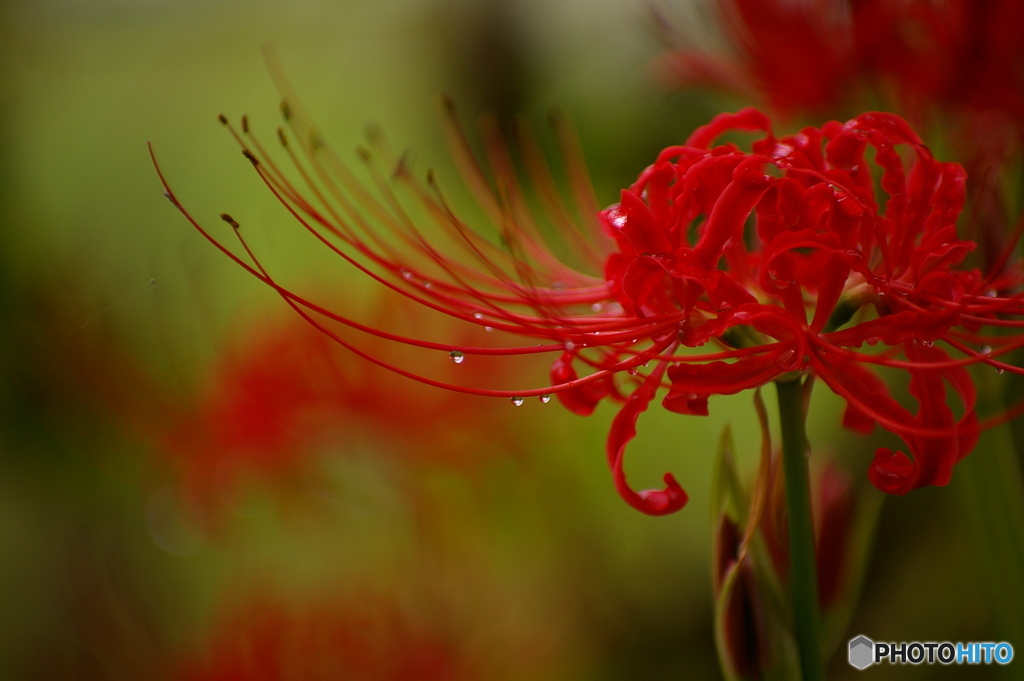 曼珠沙華