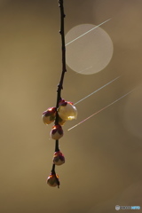 虹３