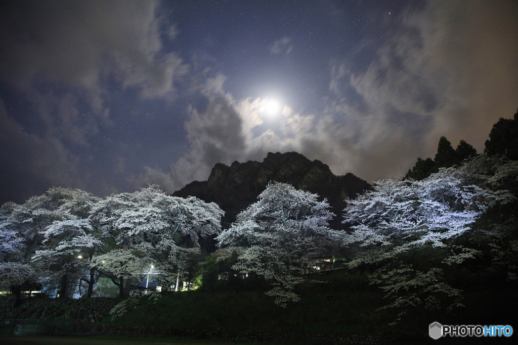 夜桜２