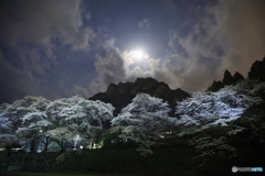 夜桜２