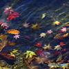 水紅葉1