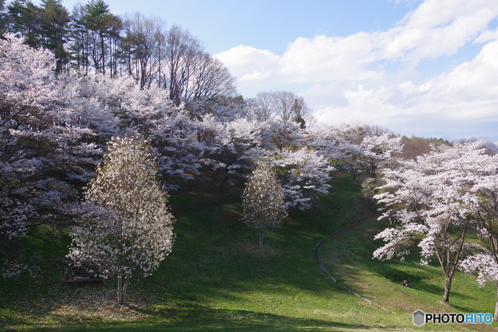 桜の里