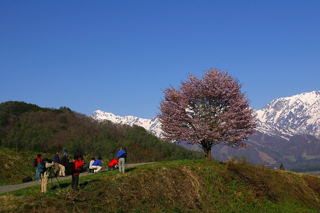山と桜とカメラマン