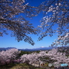 お花見