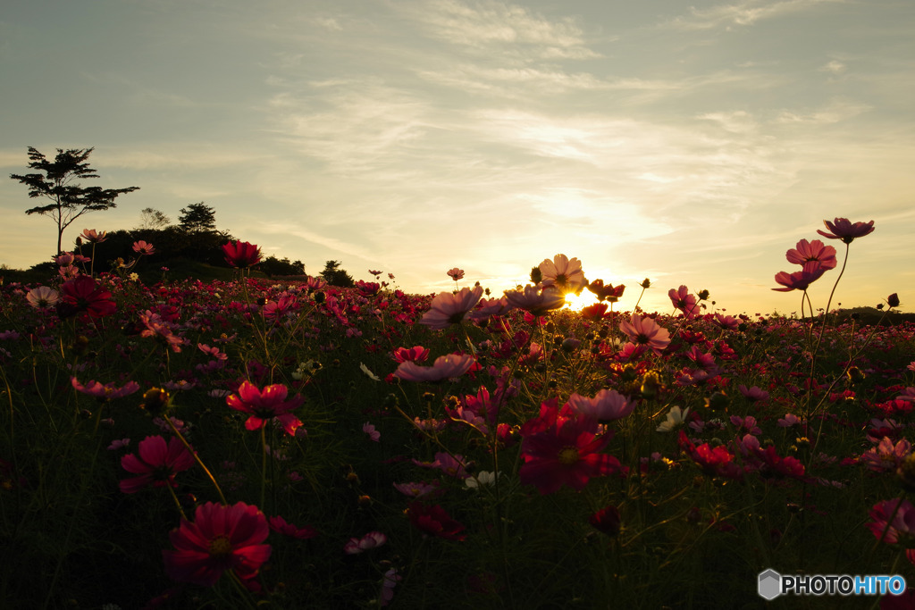 夕日とコスモス