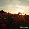 夕日とコスモス