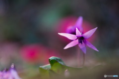 紅化粧