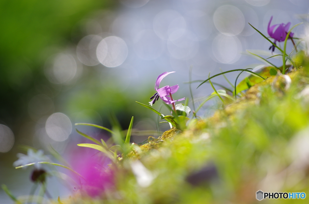 花は野のまま