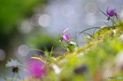 花は野のまま