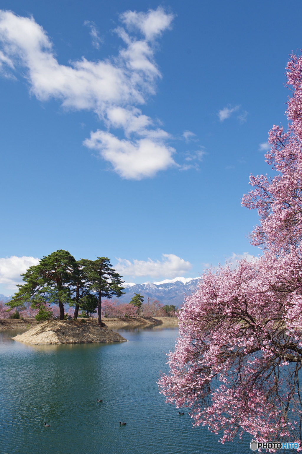 青空と桜３